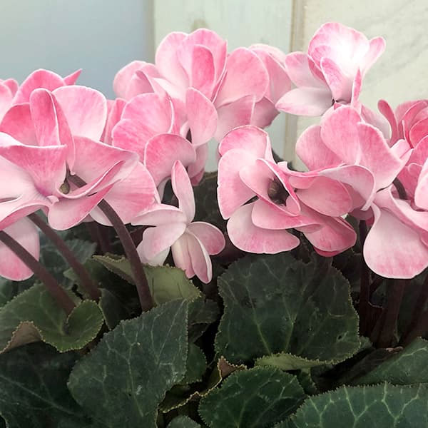 園芸ネット本店｜シクラメン（八重咲き）：ウインク シャワーレッド5号