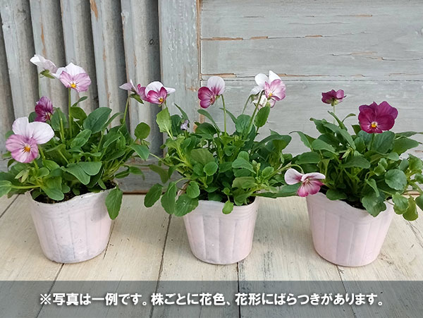 ビオラ：こももこべに3号ポット