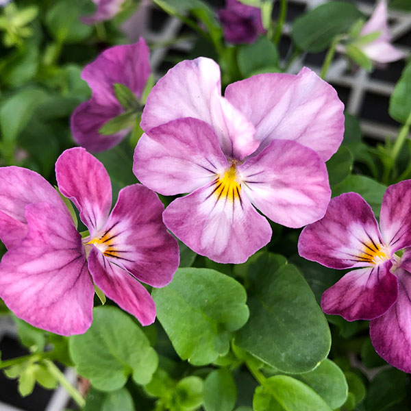 ビオラ：こももこべに3号ポット