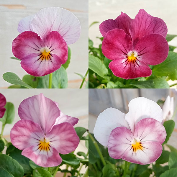 ビオラ：こももこべに3号ポット