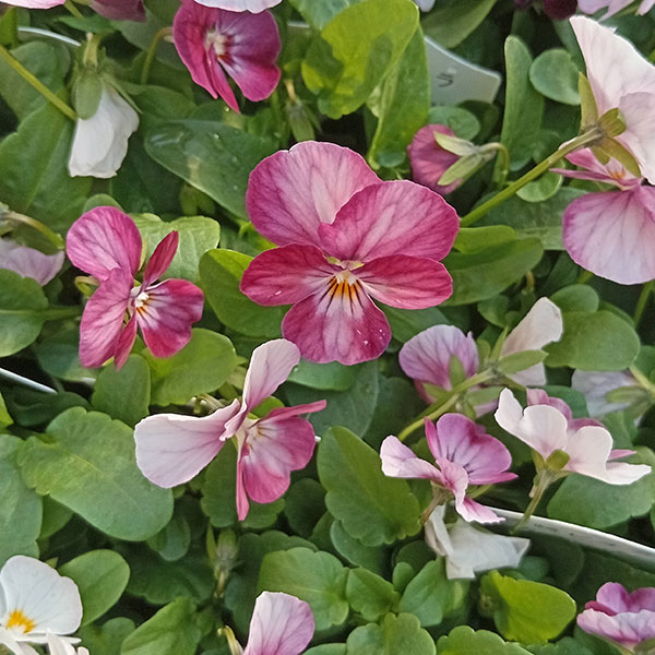 ビオラ：こももこべに3号ポット