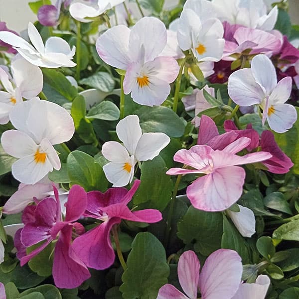 ビオラ：こももこべに3号ポット