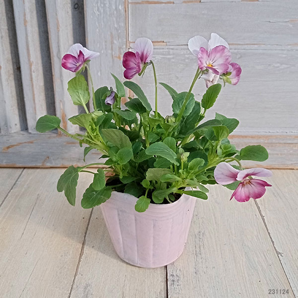 ビオラ：こももこべに3号ポット