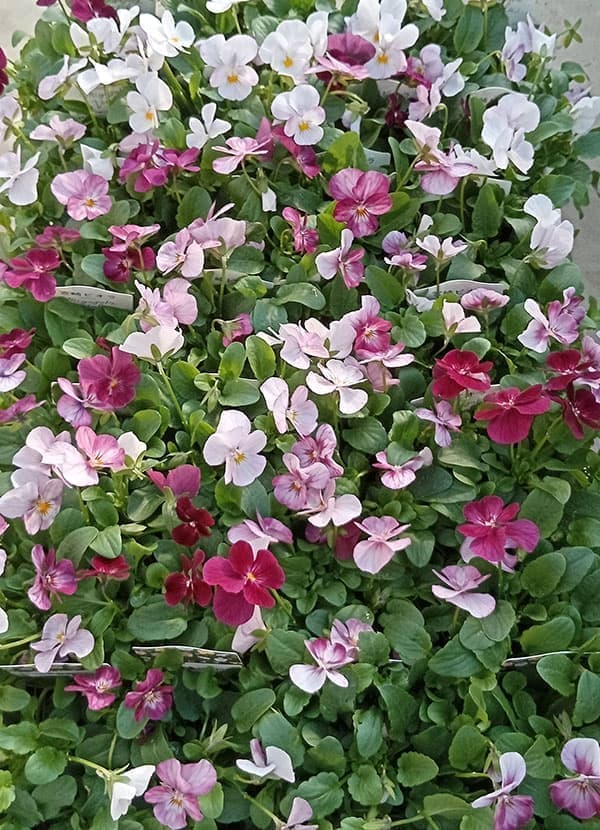 ビオラ：こももこべに3号ポット