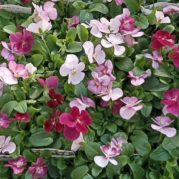 ビオラ：こももこべに3号ポット