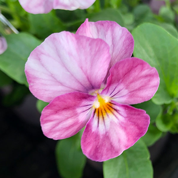 ビオラ：こももこべに3号ポット