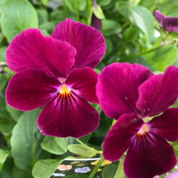 ビオラ：こももこべに3号ポット