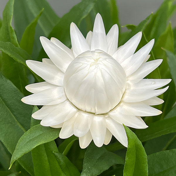 ヘリクリサム：モハベ　ホワイト5号鉢