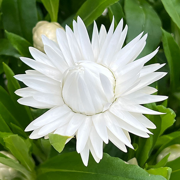 ヘリクリサム：モハベ　ホワイト5号鉢