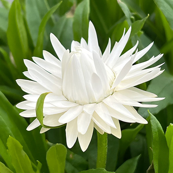 ヘリクリサム：モハベ　ホワイト5号鉢