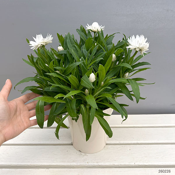 ヘリクリサム：モハベ　ホワイト5号鉢