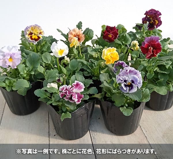 園芸ネット本店｜パンジー：モルゲンロート3号ポット の通販【公式】