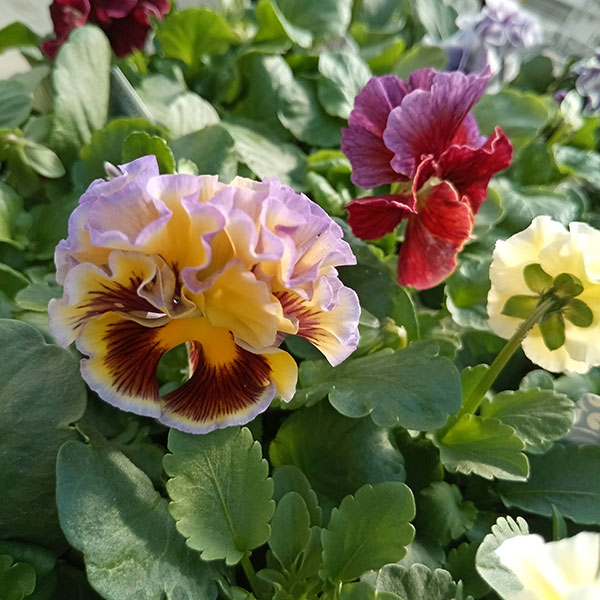 園芸ネット本店｜パンジー：モルゲンロート3号ポット の通販【公式】