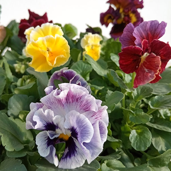 G可愛い♡パンジー♡モルゲンロート♡遊花♡３号♡ポットごと宅急便コンパクト K可愛い♡パンジー♡モルゲンロート♡遊花♡3号♡ポットごと宅急便