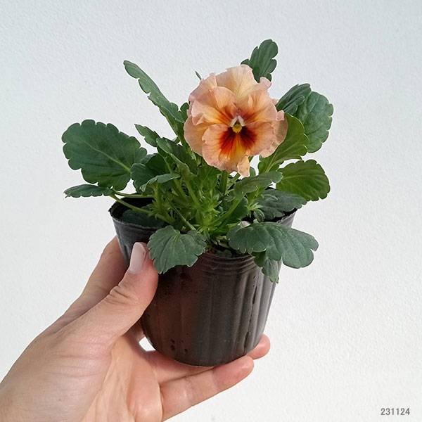 園芸ネット本店｜パンジー：モルゲンロート3号ポット の通販【公式】