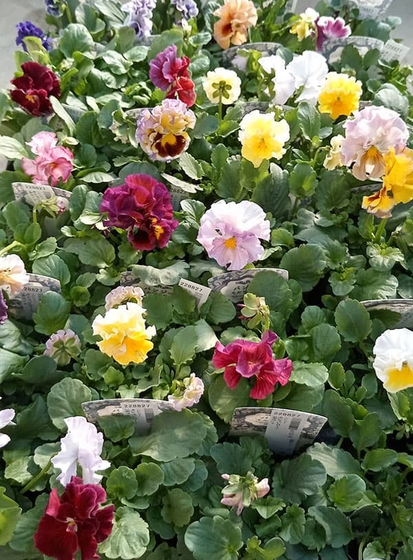 園芸ネット本店｜パンジー：モルゲンロート3号ポット の通販【公式】