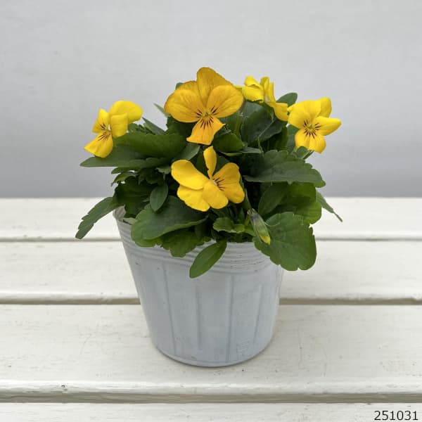 園芸ネット本店｜ビオラ：黄金伝説3.5号ポット 12株セット の通販【公式】
