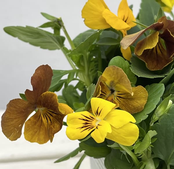 園芸ネット本店｜ビオラ：黄金伝説3.5号ポット 12株セット の通販【公式】