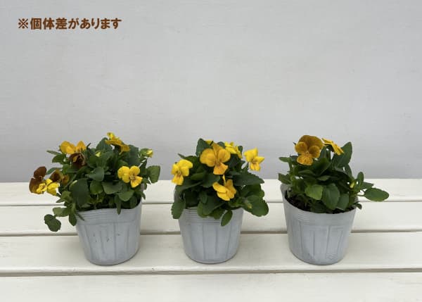 園芸ネット本店｜ビオラ：黄金伝説3.5号ポット 6株セット の通販【公式】