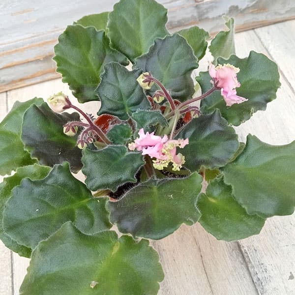 セントポーリア　☆LE-Rosa Vetrou(Rose of winds )☆ Ukrainian  1⁄21 LE-ROZA VETROV(ROSE OF WINDS)\u200b\u200b／セントポーリア／ウクライナ