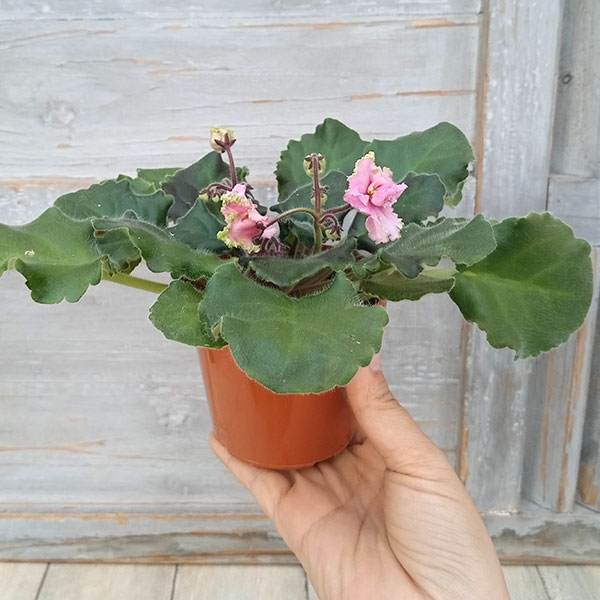 セントポーリア　☆LE-Rosa Vetrou(Rose of winds )☆ Ukrainian  1⁄21 LE-ROZA VETROV(ROSE OF WINDS)\u200b\u200b／セントポーリア／ウクライナ