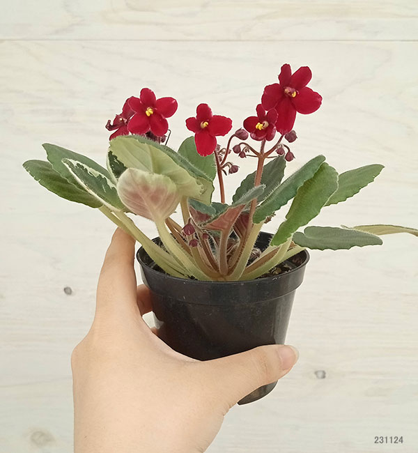 セントポーリア　Pon セントポーリア 色ミックス見計らい【花苗 3.5号ポット苗