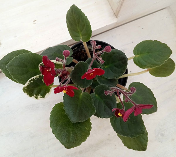 セントポーリア：マックスインフラレッド3号ポット の通販