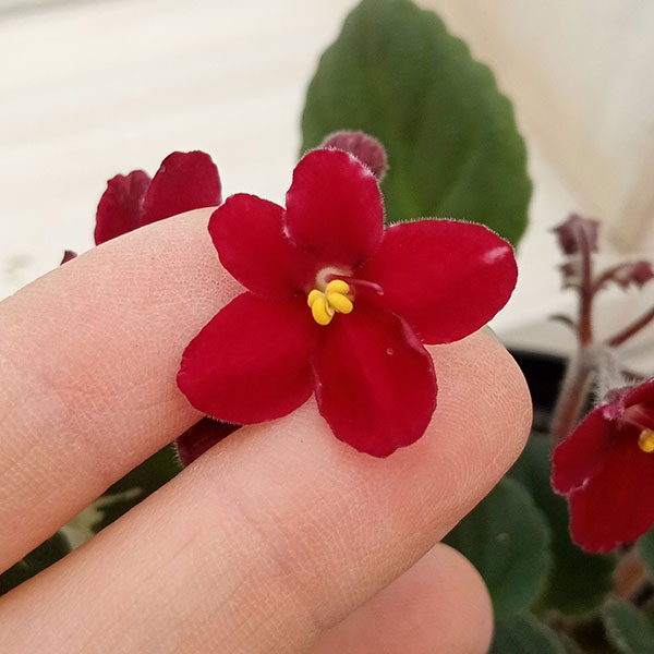 セントポーリア：マックスインフラレッド3号ポット の通販