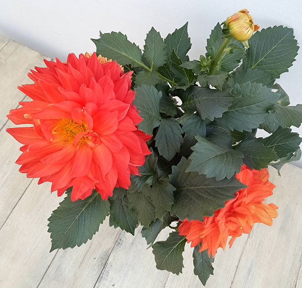 名前つき　ダリア　掘り上げたままセット　写真ぜんぶ 名前つき ダリア 掘り上げたままセット 写真ぜんぶ 園芸ネット本店