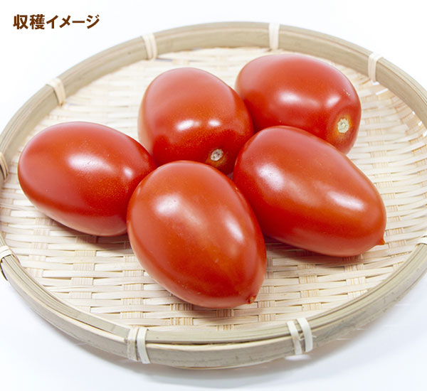 トマト：F1イタリアトマト　アモーレ[野菜タネ]