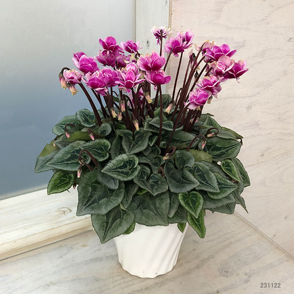 シクラメン 園芸ネット本店｜シクラメン：谷澤園芸さんのフェアリーピコ（23-01）5