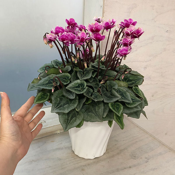 園芸ネット本店｜シクラメン：谷澤園芸さんのフェアリーピコ（23-01）5