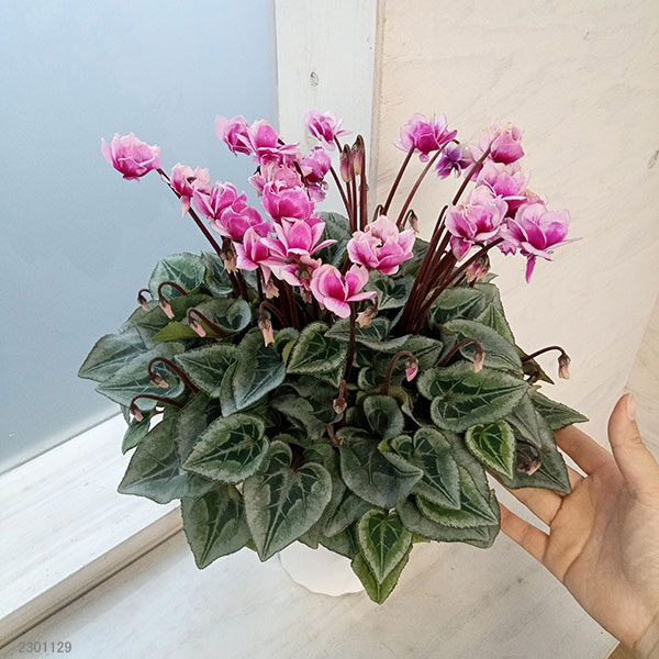 園芸ネット本店｜シクラメン：谷澤園芸さんのフェアリーピコ（23-01）5