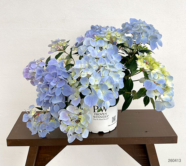 ラグランジア（アジサイ）：クリスタルヴェール【2】5号ポット