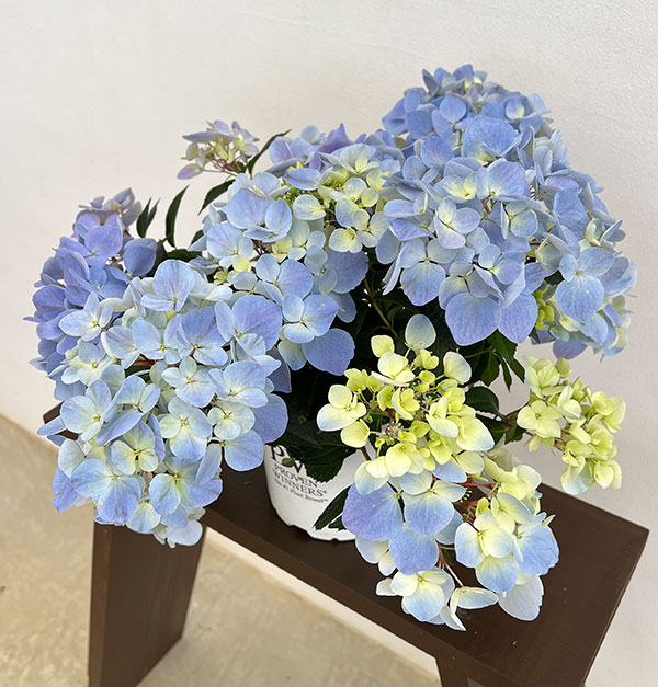 ラグランジア（アジサイ）：クリスタルヴェール【2】5号ポット