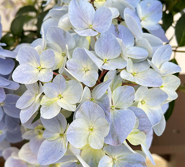 ラグランジア（アジサイ）：クリスタルヴェール【2】5号ポット