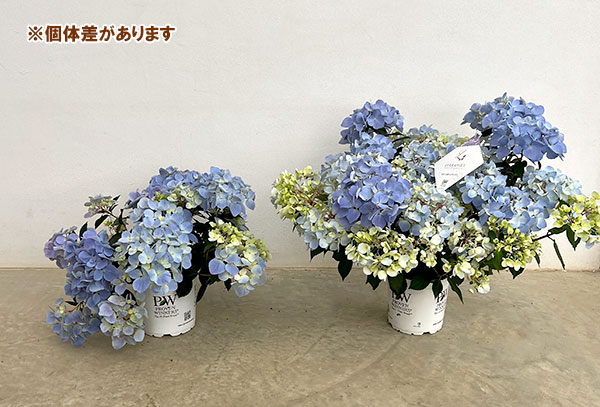 ラグランジア（アジサイ）：クリスタルヴェール【2】5号ポット