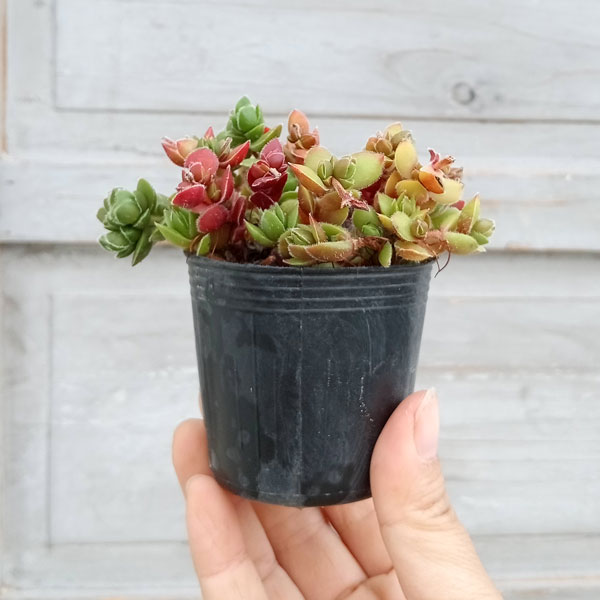 クラッスラ：デービット 2号ポット の通販 | 園芸ネット