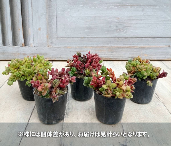 クラッスラ：デービット 2号ポット の通販 | 園芸ネット