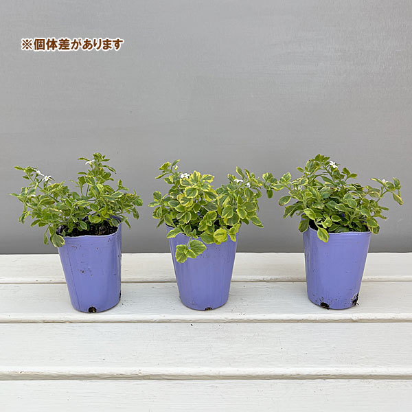 バコパ：エンジェルフロー（斑入り）2.5号ポット