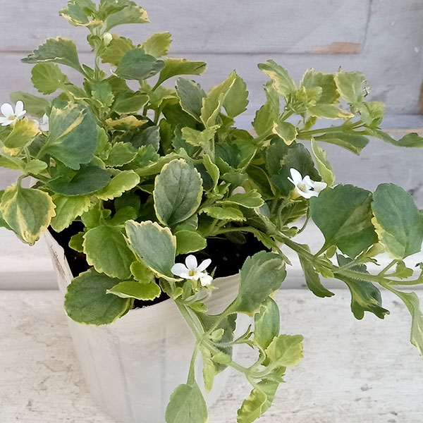 バコパ:エンジェルフロー(斑入り)2.5号ポット