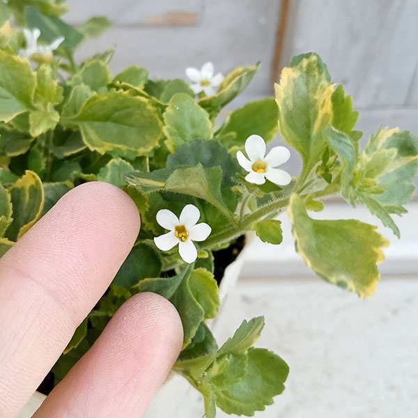 バコパ:エンジェルフロー(斑入り)2.5号ポット