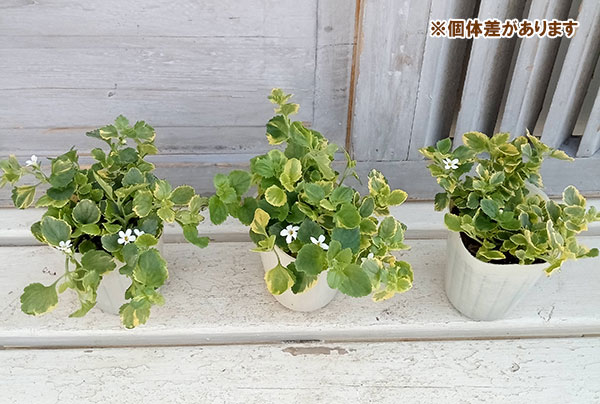 バコパ:エンジェルフロー(斑入り)2.5号ポット