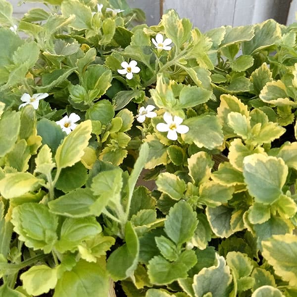 バコパ:エンジェルフロー(斑入り)2.5号ポット