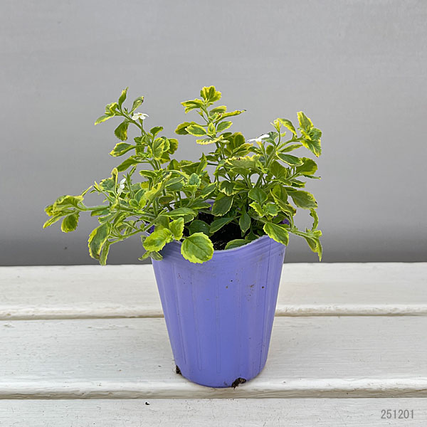 バコパ：エンジェルフロー（斑入り）2.5号ポット