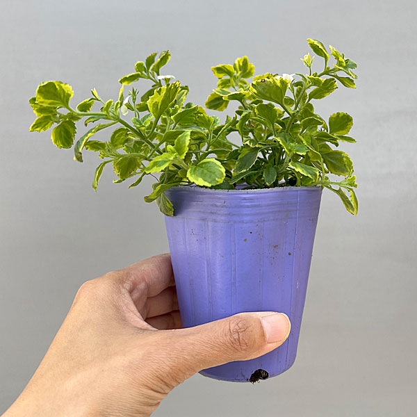 バコパ：エンジェルフロー（斑入り）2.5号ポット