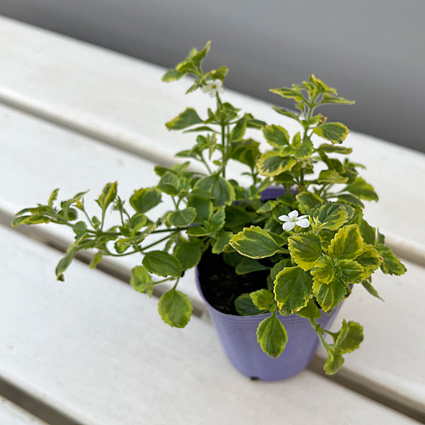 バコパ：エンジェルフロー（斑入り）2.5号ポット