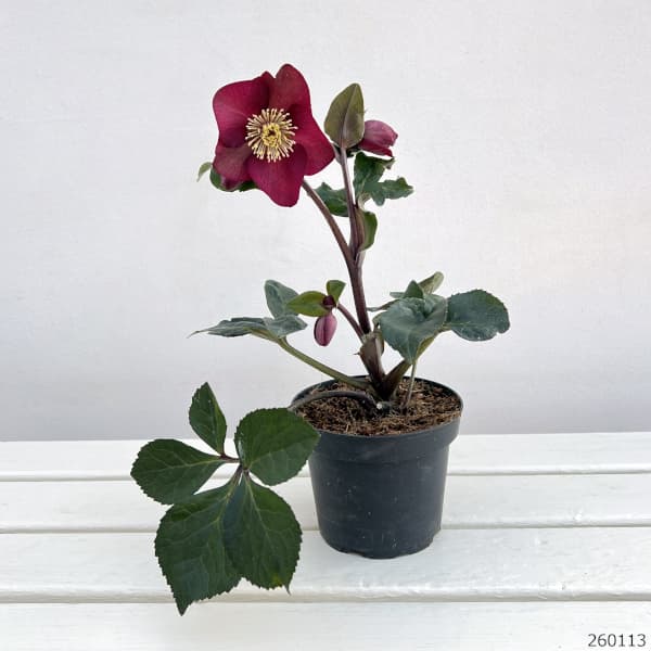 クリスマスローズ:*HGC Ice N’roses 氷の薔薇 イタリアーノ ベノッタ4.5号ポット