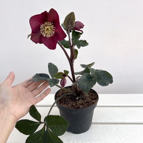 クリスマスローズ:*HGC Ice N’roses 氷の薔薇 イタリアーノ ベノッタ4.5号ポット