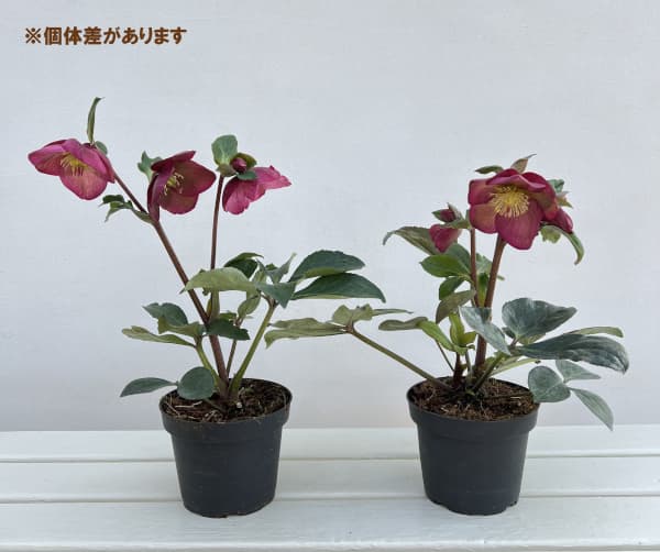 クリスマスローズ：*HGC Ice N’roses 氷の薔薇 イタリアーノ　ロゼッタ4.5号ポット